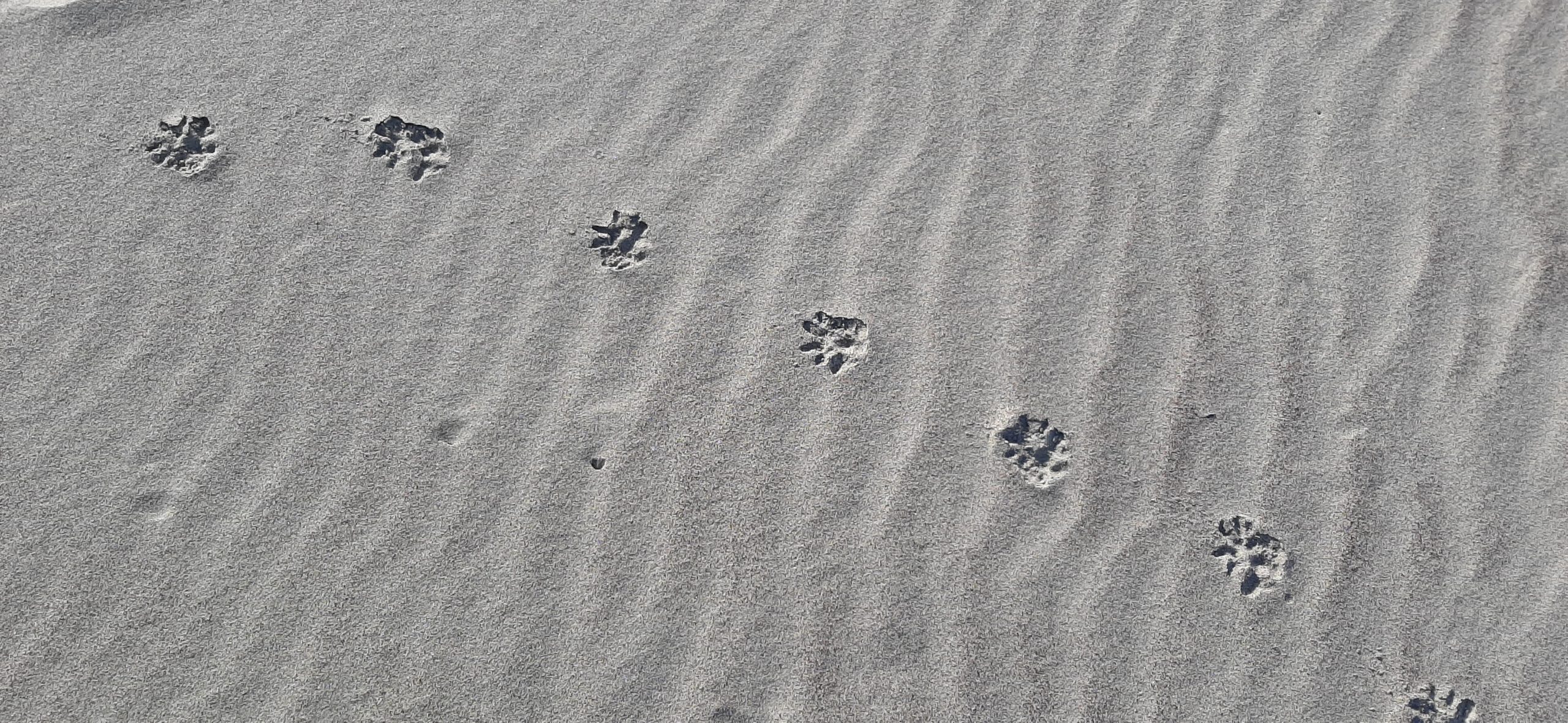 Footprints